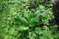 Lysichiton camtschatcensis