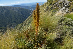 Aciphylla colensoi