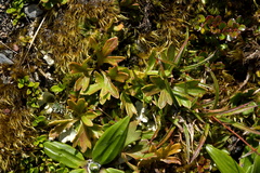 Ranunculus verticillatus