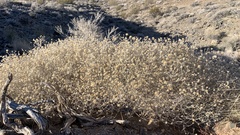 Bebbia juncea