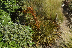 Aciphylla colensoi