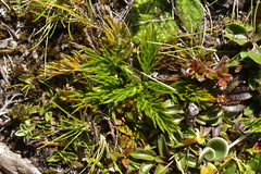 Aciphylla dissecta
