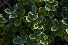 Brachyglottis bidwillii