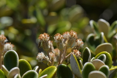 Brachyglottis bidwillii