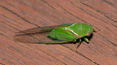 Glaucopsaltria viridis