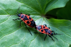 Pyrrhocoris apterus