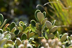 Brachyglottis bidwillii