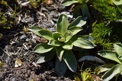 Celmisia hieraciifolia
