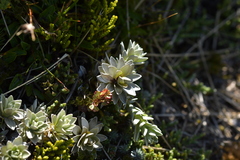 Leucogenes leontopodium