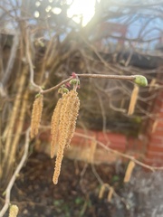 Corylus
