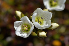 Gentianella montana