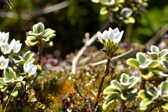Gentianella montana