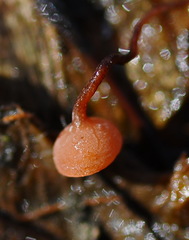 Ciboria coryli