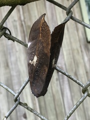 Phyllodes imperialis