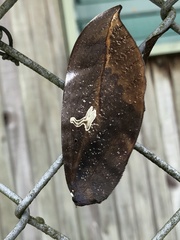 Phyllodes imperialis