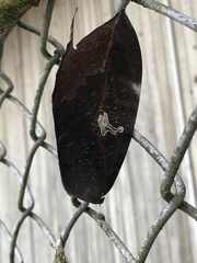 Phyllodes imperialis