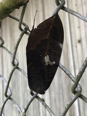 Phyllodes imperialis