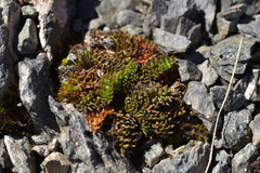 Chaerophyllum colensoi