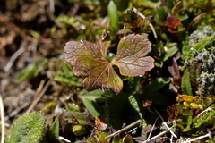 Ranunculus verticillatus