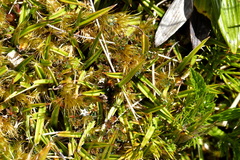 Astelia linearis