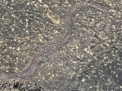 Gymnothorax pictus