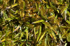 Astelia linearis
