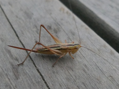 Conocephalus bilineatus