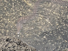 Gymnothorax pictus