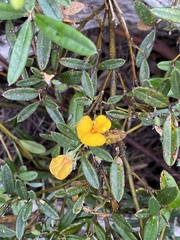 Oxylobium ellipticum