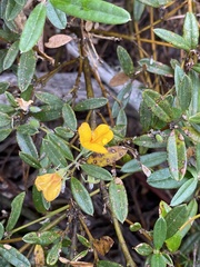 Oxylobium ellipticum