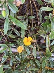 Oxylobium ellipticum