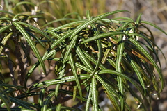 Olearia lacunosa