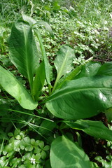 Lysichiton camtschatcensis