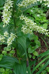 Veratrum oxysepalum