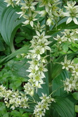 Veratrum oxysepalum