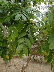 Spathodea campanulata