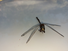 Austroaeschna parvistigma