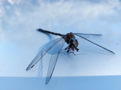 Austroaeschna parvistigma