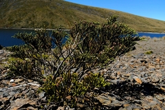 Veronica lycopodioides