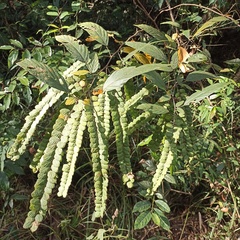 Phyllodium pulchellum