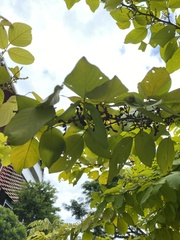 Dendrolobium umbellatum