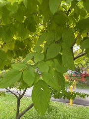 Dendrolobium umbellatum