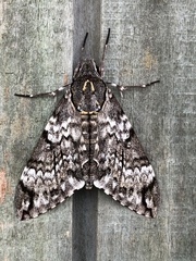 Psilogramma papuensis