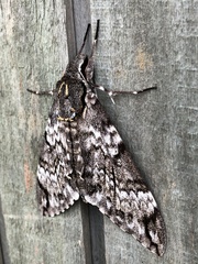 Psilogramma papuensis