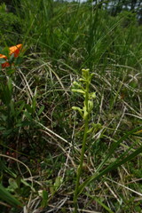 Platanthera tipuloides