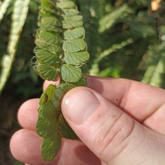 Phyllodium pulchellum