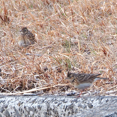 Alauda arvensis japonica