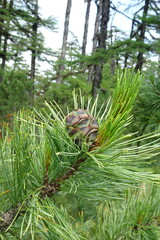 Pinus pumila