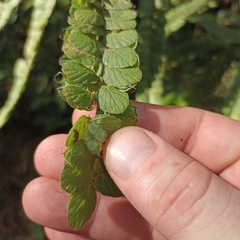 Phyllodium pulchellum