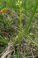 Platanthera tipuloides